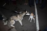 Filename=Dog_Showdown.jpg
Filesize=104KiB
Dimensions=1024x682
Date added=Mar 20, 2010 Dog_Showdown.jpg