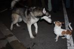 Filename=Dog_Showdown_B.jpg
Filesize=108KiB
Dimensions=1024x682
Date added=Mar 20, 2010 Dog_Showdown_B.jpg