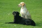Filename=dogs.jpg
Filesize=3KiB
Dimensions=150x100
Date added=Jan 06, 2005 dogs.jpg