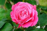 Filename=flower.jpg
Filesize=40KiB
Dimensions=600x400
Date added=Jan 06, 2005 flower.jpg